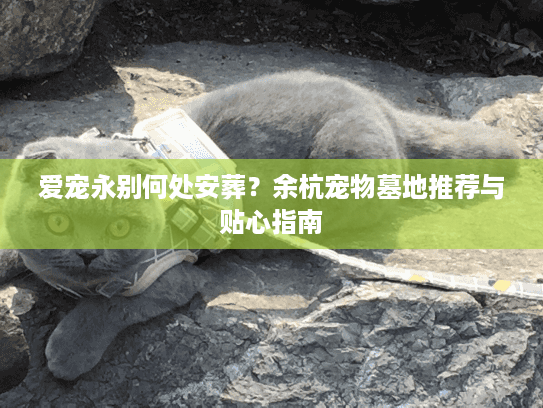 爱宠永别何处安葬？余杭宠物墓地推荐与贴心指南