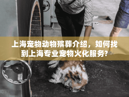 上海宠物动物殡葬介绍，如何找到上海专业宠物火化服务?
