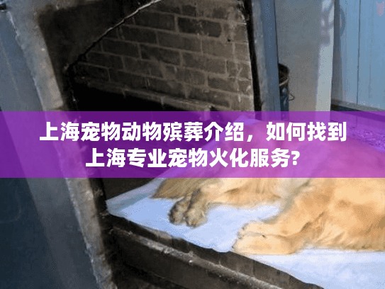 上海宠物动物殡葬介绍，如何找到上海专业宠物火化服务?
