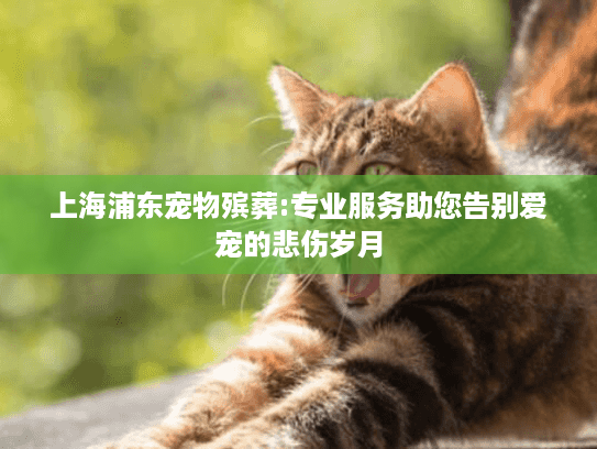 上海浦东宠物殡葬:专业服务助您告别爱宠的悲伤岁月