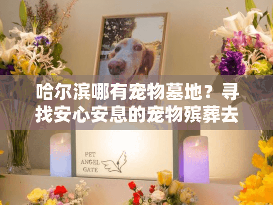 哈尔滨哪有宠物墓地？寻找安心安息的宠物殡葬去处