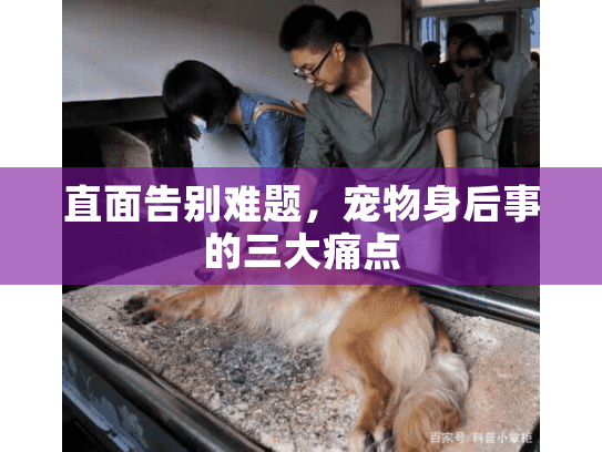 直面告别难题，宠物身后事的三大痛点