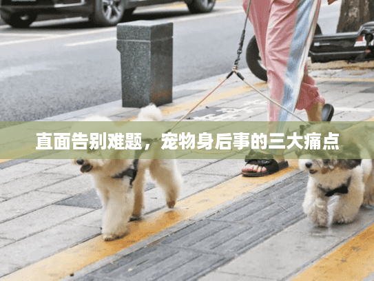 直面告别难题，宠物身后事的三大痛点