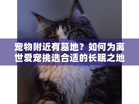 宠物附近有墓地？如何为离世爱宠挑选合适的长眠之地