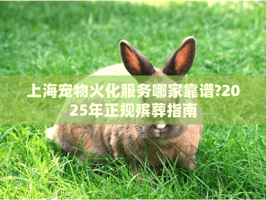 上海宠物火化服务哪家靠谱?2025年正规殡葬指南