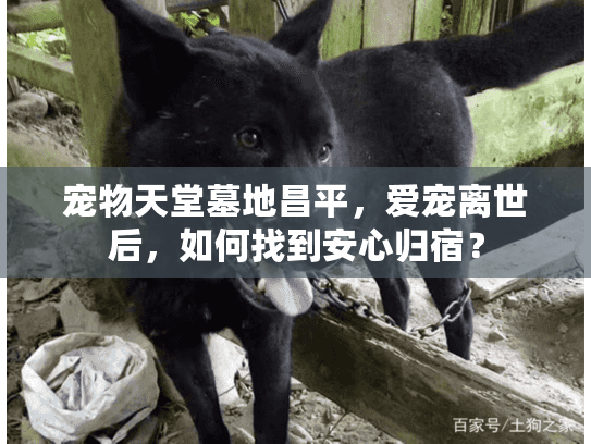 宠物天堂墓地昌平，爱宠离世后，如何找到安心归宿？