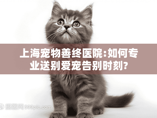 上海宠物善终医院:如何专业送别爱宠告别时刻?