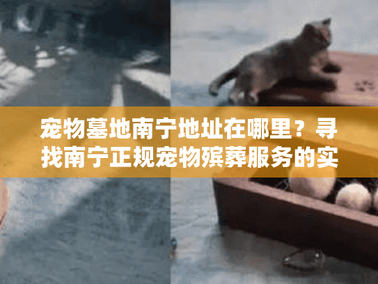 宠物墓地南宁地址在哪里？寻找南宁正规宠物殡葬服务的实用指南