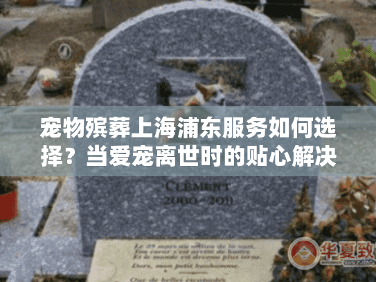 宠物殡葬上海浦东服务如何选择？当爱宠离世时的贴心解决方案