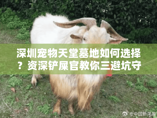 深圳宠物天堂墓地如何选择？资深铲屎官教你三避坑守则