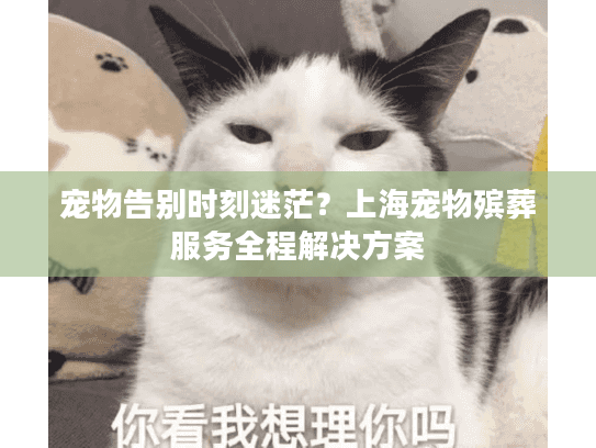 宠物告别时刻迷茫？上海宠物殡葬服务全程解决方案