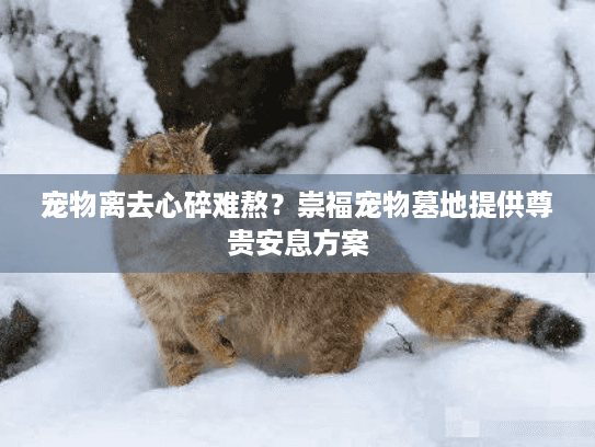 宠物离去心碎难熬？崇福宠物墓地提供尊贵安息方案