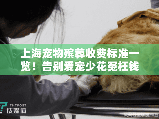 上海宠物殡葬收费标准一览！告别爱宠少花冤枉钱