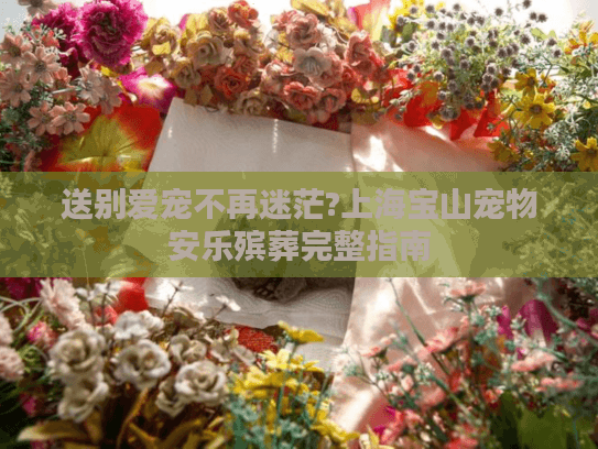 送别爱宠不再迷茫?上海宝山宠物安乐殡葬完整指南