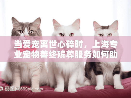 当爱宠离世心碎时，上海专业宠物善终殡葬服务如何助您温馨告别？