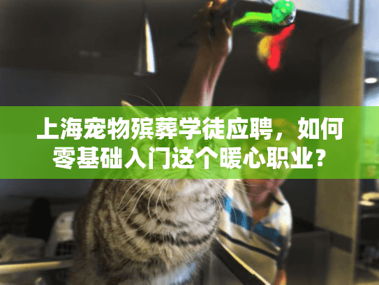 上海宠物殡葬学徒应聘，如何零基础入门这个暖心职业？