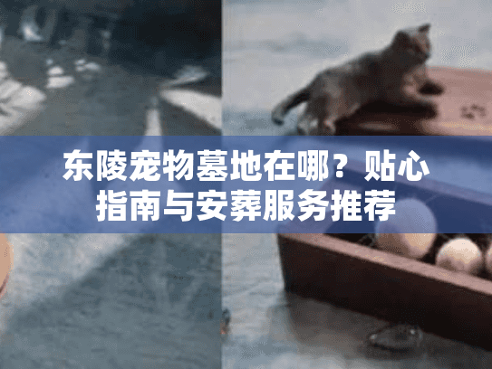 东陵宠物墓地在哪？贴心指南与安葬服务推荐