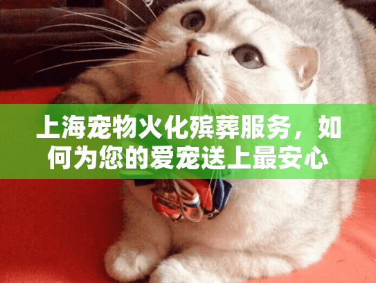 上海宠物火化殡葬服务，如何为您的爱宠送上最安心的告别？