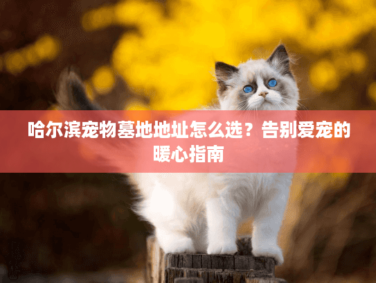 哈尔滨宠物墓地地址怎么选？告别爱宠的暖心指南