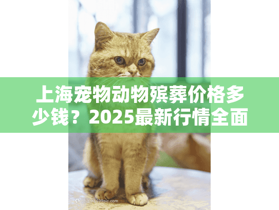 上海宠物动物殡葬价格多少钱？2025最新行情全面解析