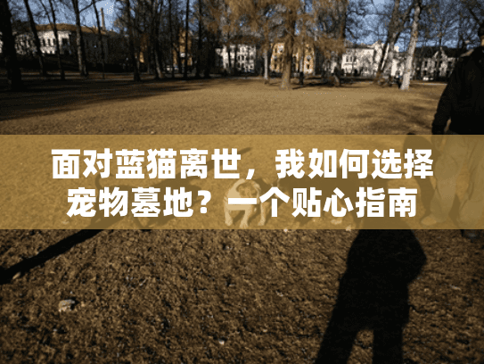 面对蓝猫离世，我如何选择宠物墓地？一个贴心指南