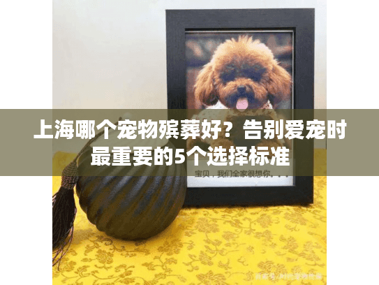 上海哪个宠物殡葬好？告别爱宠时最重要的5个选择标准