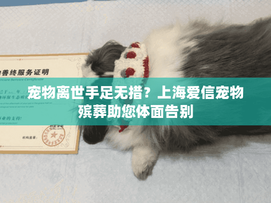 宠物离世手足无措？上海爱信宠物殡葬助您体面告别