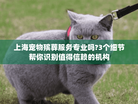 上海宠物殡葬服务专业吗?3个细节帮你识别值得信赖的机构
