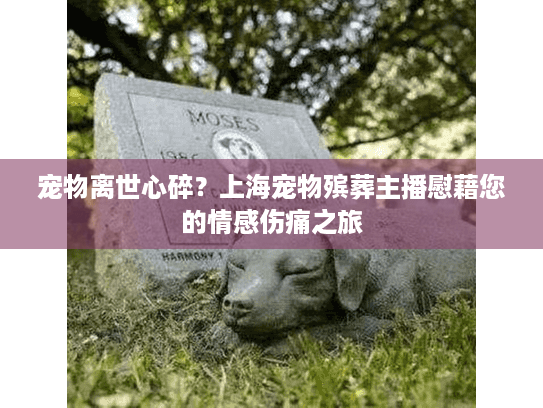 宠物离世心碎？上海宠物殡葬主播慰藉您的情感伤痛之旅
