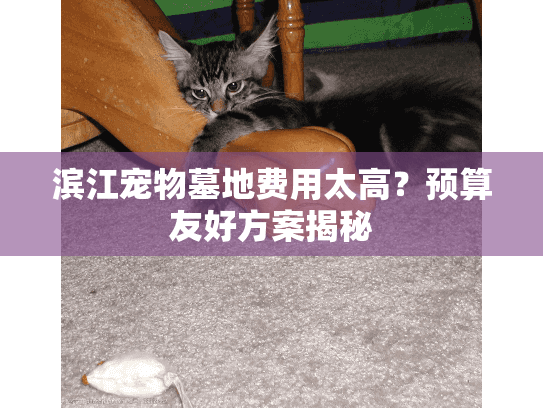 滨江宠物墓地费用太高？预算友好方案揭秘