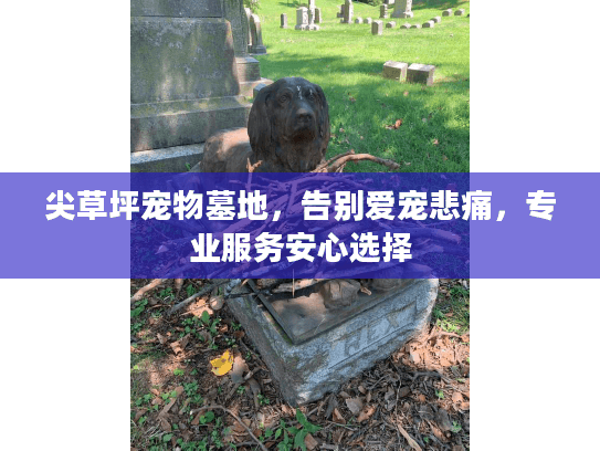 尖草坪宠物墓地，告别爱宠悲痛，专业服务安心选择