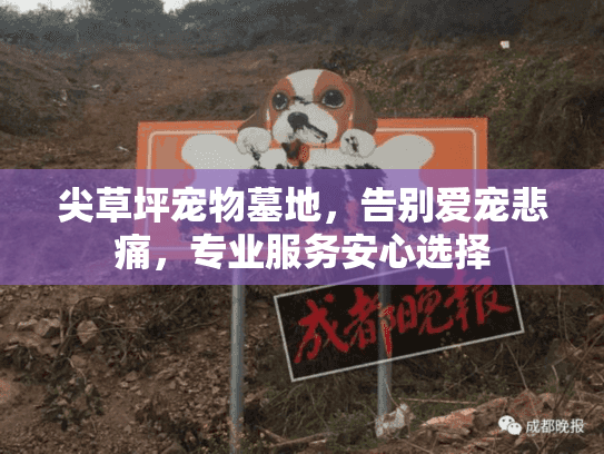 尖草坪宠物墓地，告别爱宠悲痛，专业服务安心选择