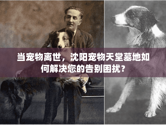 当宠物离世，沈阳宠物天堂墓地如何解决您的告别困扰？