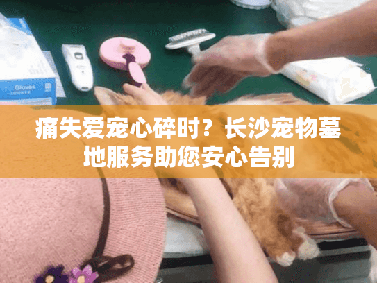 痛失爱宠心碎时？长沙宠物墓地服务助您安心告别