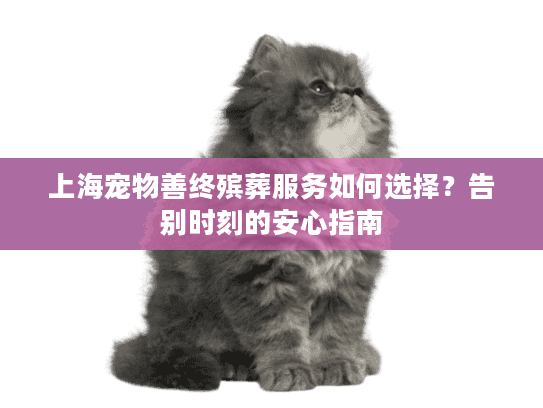 上海宠物善终殡葬服务如何选择？告别时刻的安心指南