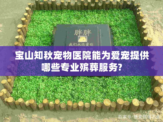 宝山知秋宠物医院能为爱宠提供哪些专业殡葬服务?