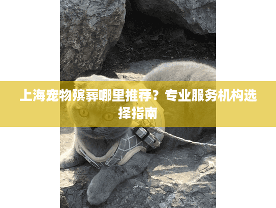 上海宠物殡葬哪里推荐？专业服务机构选择指南