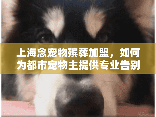 上海念宠物殡葬加盟，如何为都市宠物主提供专业告别服务？