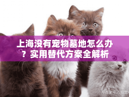 上海没有宠物墓地怎么办？实用替代方案全解析