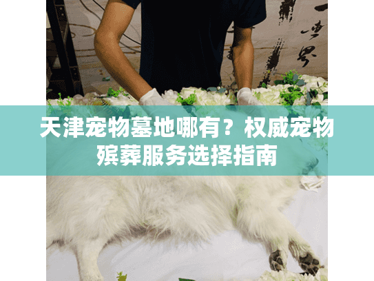 天津宠物墓地哪有？权威宠物殡葬服务选择指南