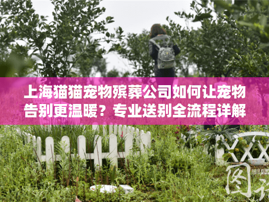 上海猫猫宠物殡葬公司如何让宠物告别更温暖？专业送别全流程详解