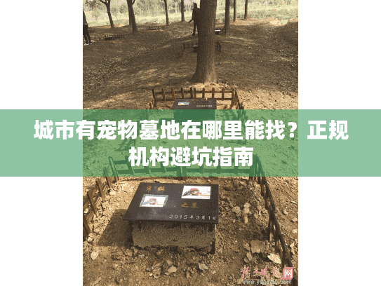 城市有宠物墓地在哪里能找？正规机构避坑指南