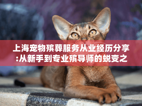 上海宠物殡葬服务从业经历分享:从新手到专业殡导师的蜕变之路