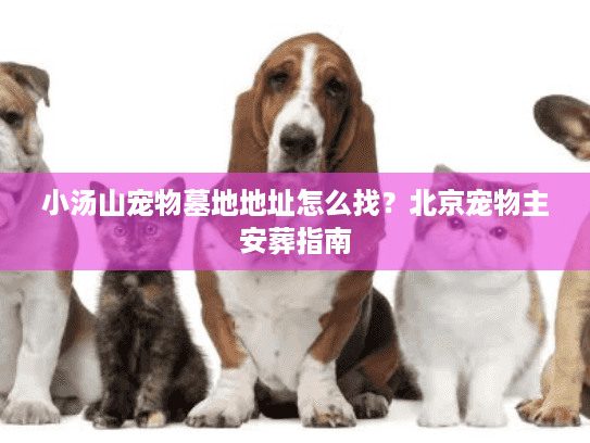 小汤山宠物墓地地址怎么找？北京宠物主安葬指南