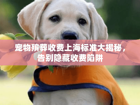 宠物殡葬收费上海标准大揭秘，告别隐藏收费陷阱