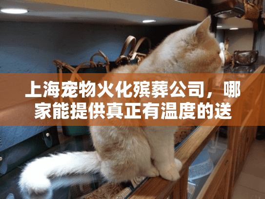 上海宠物火化殡葬公司，哪家能提供真正有温度的送别服务？