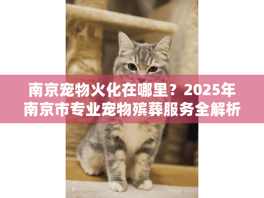 南京宠物火化在哪里？2025年南京市专业宠物殡葬服务全解析