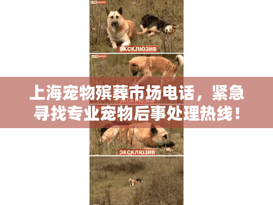 上海宠物殡葬市场电话，紧急寻找专业宠物后事处理热线！