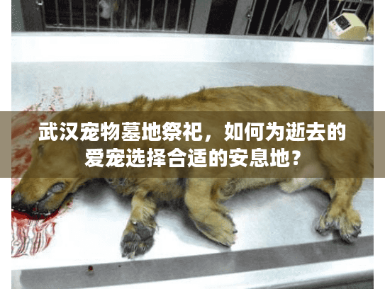 武汉宠物墓地祭祀,如何为逝去的爱宠选择合适的安息地? 武汉宠物墓地祭祀,如何为逝去的爱宠选择合适的安息地?
