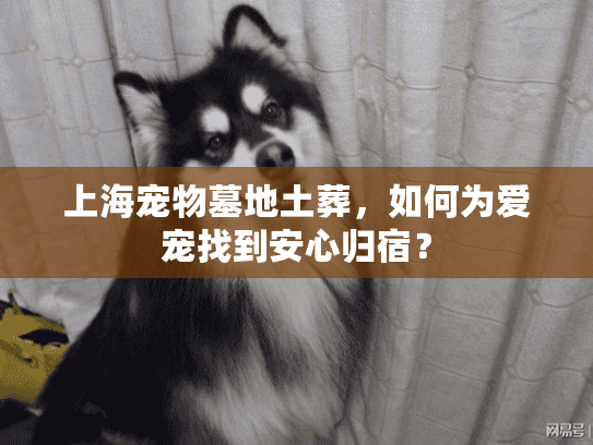 上海宠物墓地土葬，如何为爱宠找到安心归宿？